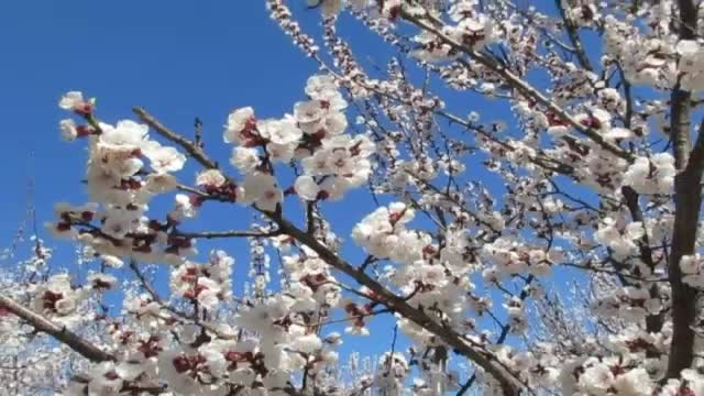 "Моята новина": В красивите, пролетни градини!