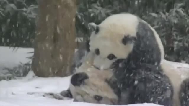 Три панди скоро ще бъдат върнати от САЩ на Китай