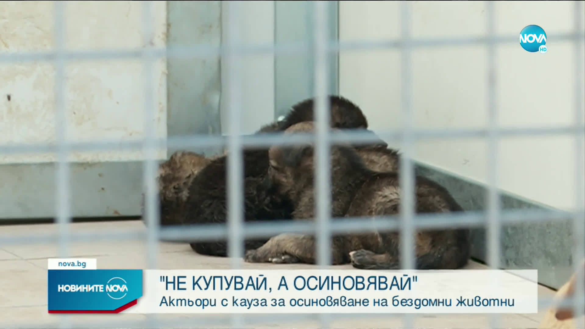 ЗВЕЗДИ В ПРИЮТА: Актьори с кауза осиновяване на бездомни животни
