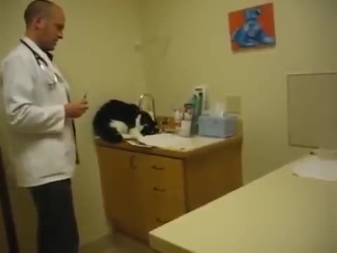Котарак категорично не е съгласен да го кастрират !