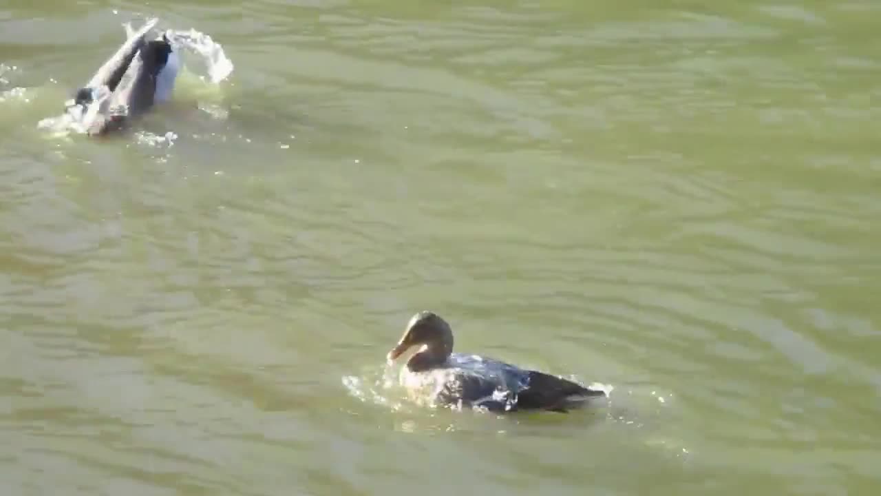 Дивите патици в ледените води