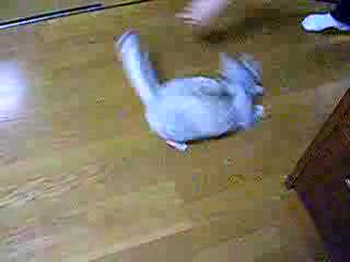 Торнадо Котка