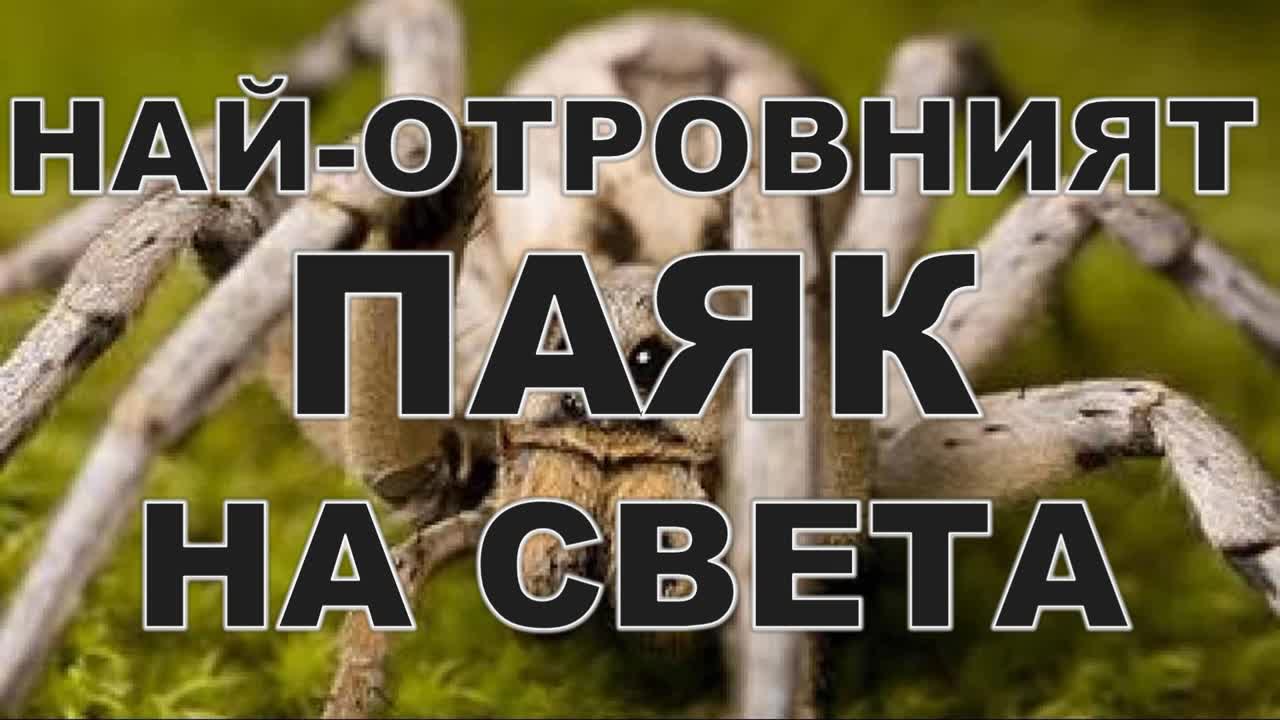 Най-отровният паяк на света