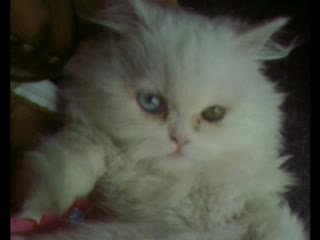 Сладки Котенца