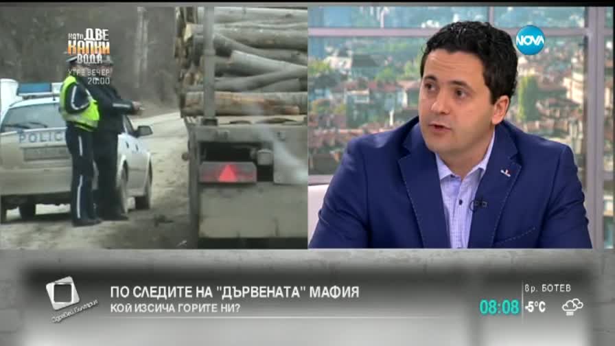 По следите на "дървената" мафия