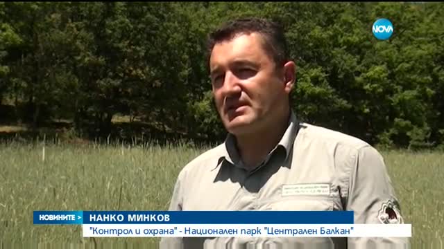 Спасиха мече от бракониерски капан