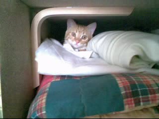 Моето Сладко Коте