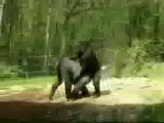 Маймунски Секс