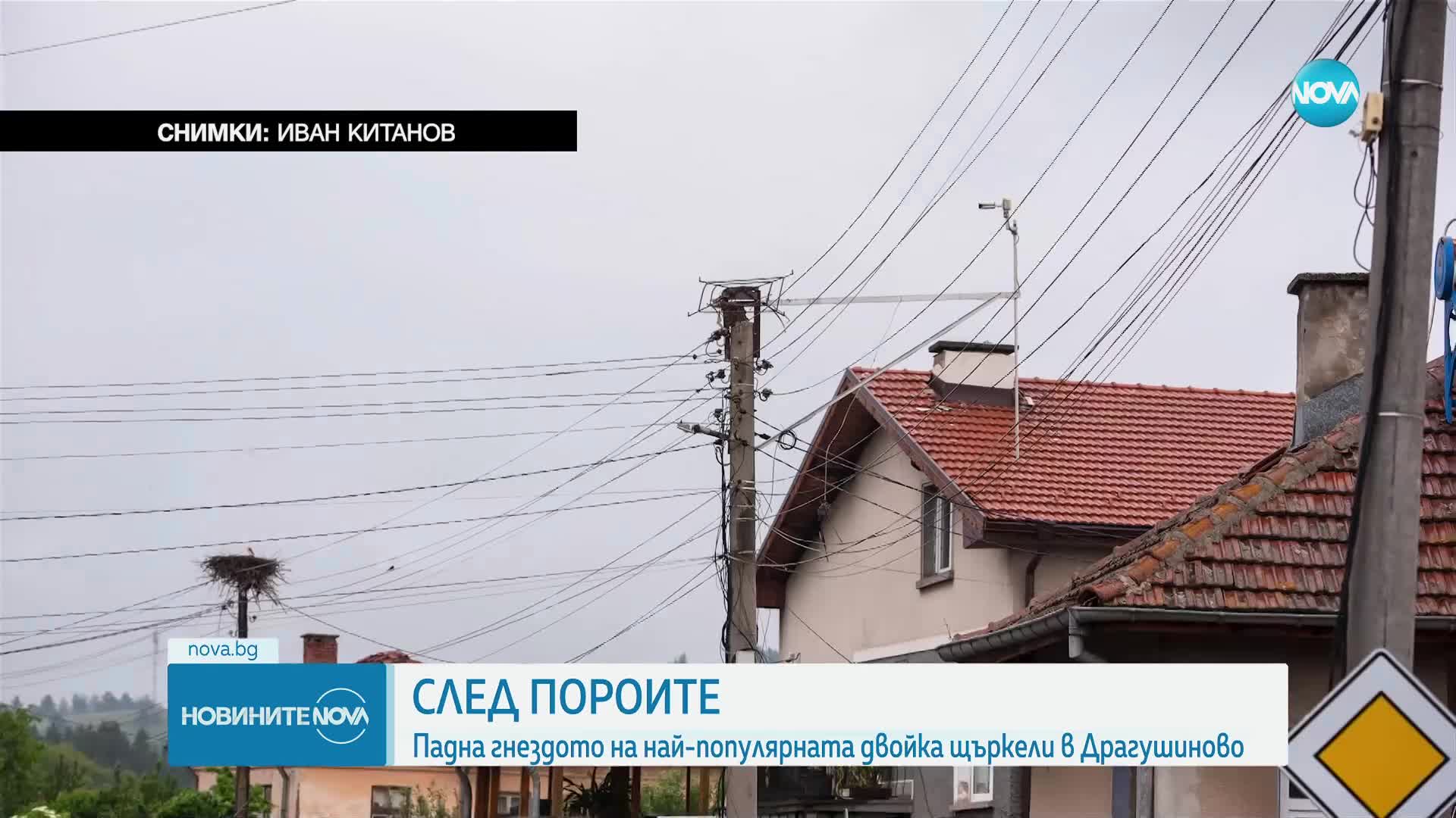 Падна гнездото на най-популярната двойка щъркели в Драгушиново
