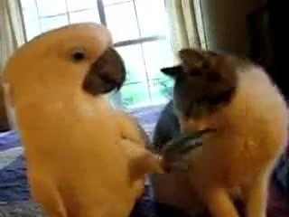 Папагалче гали Коте