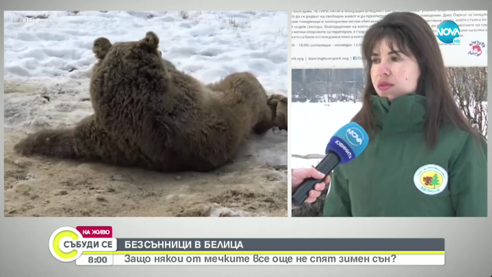 Някои от мечките в Белица не заспаха зимен сън