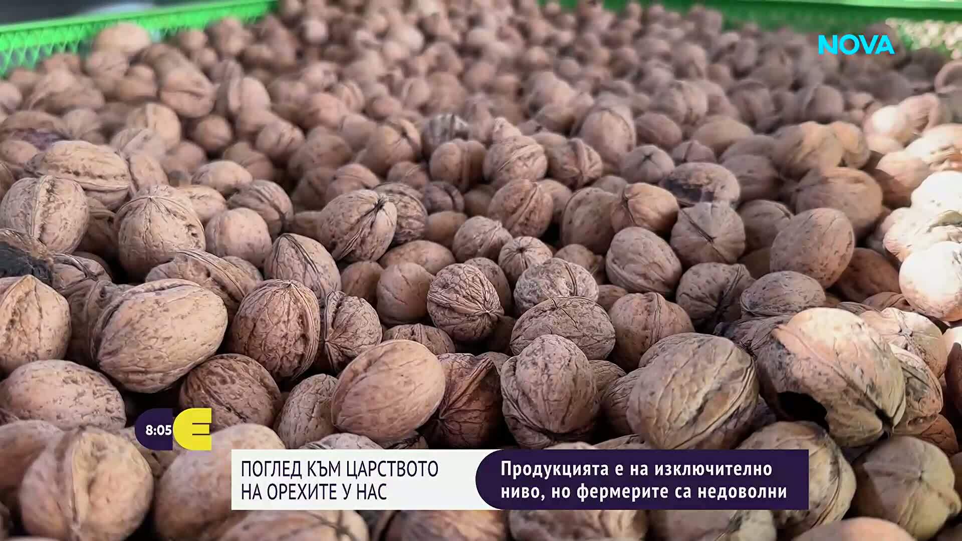 Царството на орехите в България: Добра реколта, но няма кой да я купи
