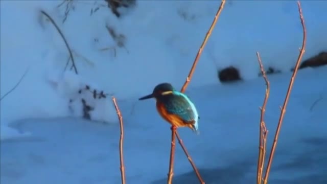 Земеродно рибарче
