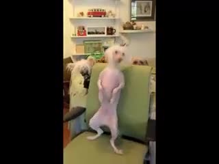 >Това куче танцува страхотно. - Смях