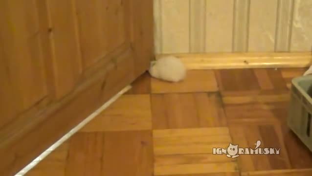 Дебело хамстерче се промушва през теснина ..