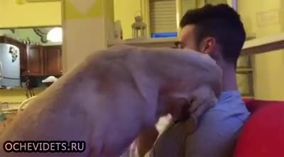 Провинило се куче иска извинение от стопанина си