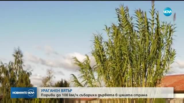 УРАГЕНЕН ВЯТЪР: Съборени дървета в цялата страна