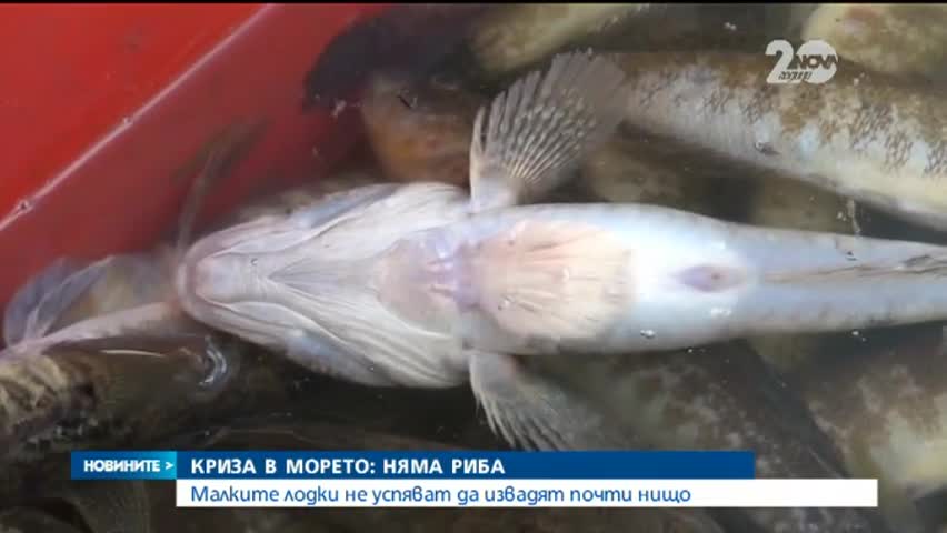 Криза и в морето – няма риба