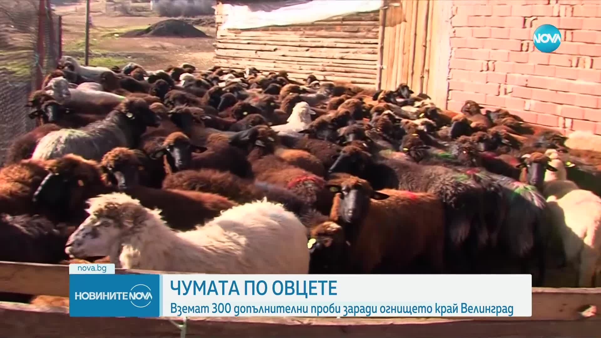 Напрежение във Велинград: Животновъди опитаха да бойкотират взимането на проби