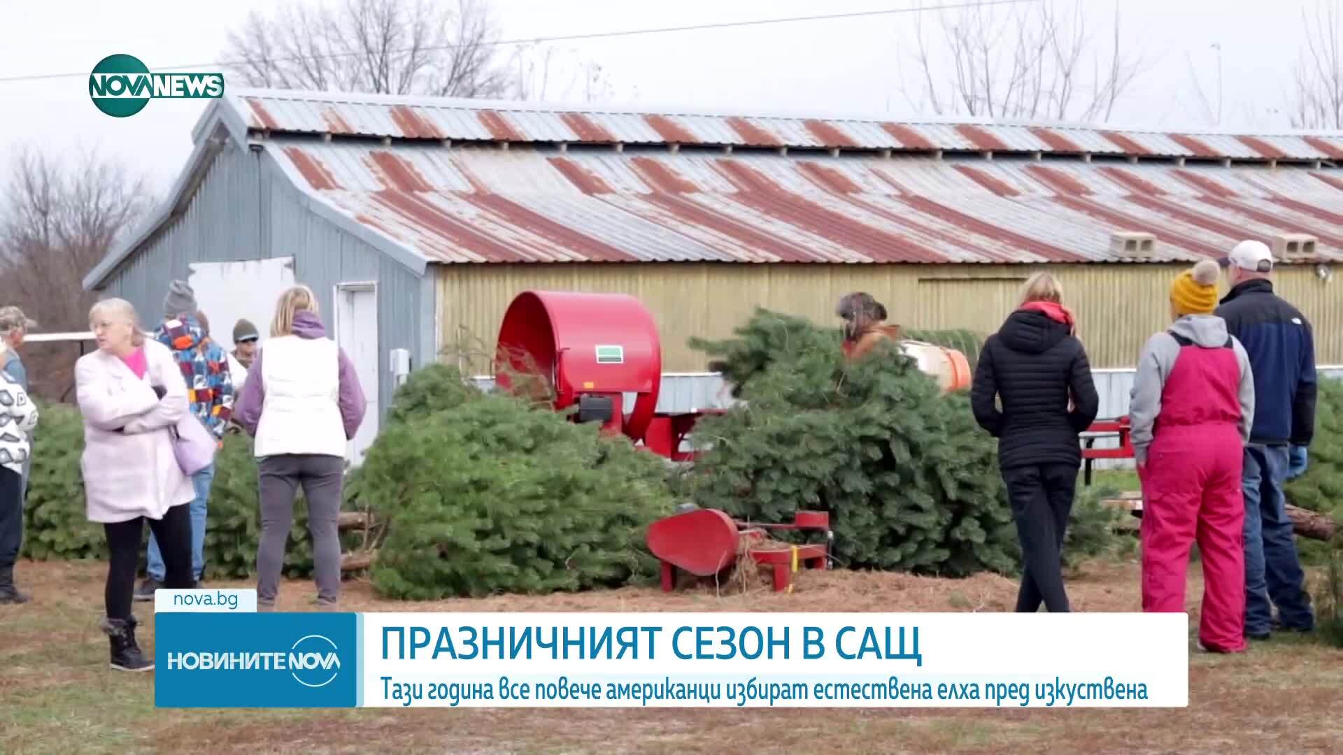 Започна празничният сезон: Все повече американци избират естествена елха