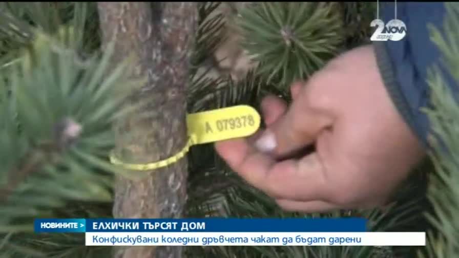 Конфискувани коледни дръвчета чакат дом