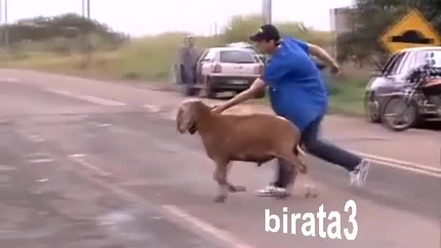 Смях Много ядосан овен.