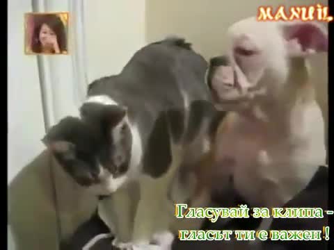 Тази Котка Го Спука От Бой ( смях ) !