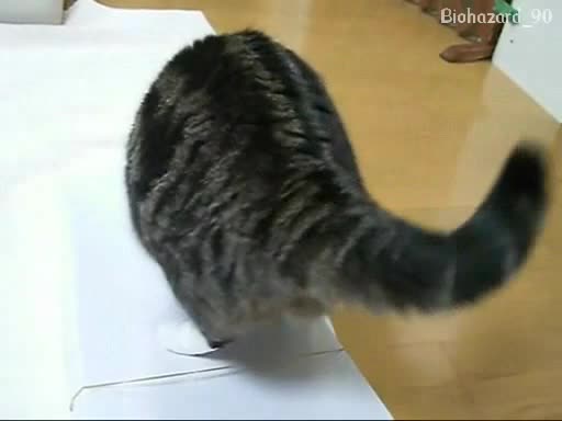 Шантавото коте се опитва да скъса ластик
