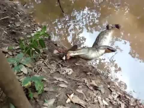 Електрическа змиьорка умъртвява нападащ я алигатор