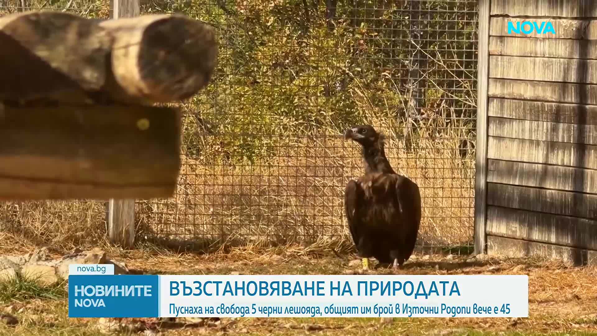 Пет нови черни лешояда полетяха в Източните Родопи
