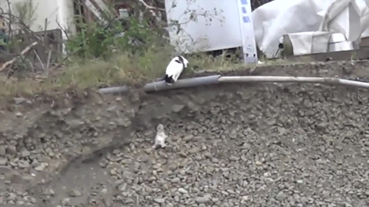 Котка спасява малкото си