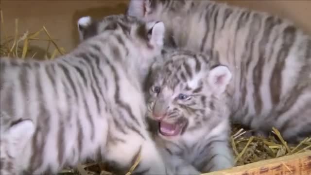 Четири бели тигърчета се родиха в австрийски зоопарк