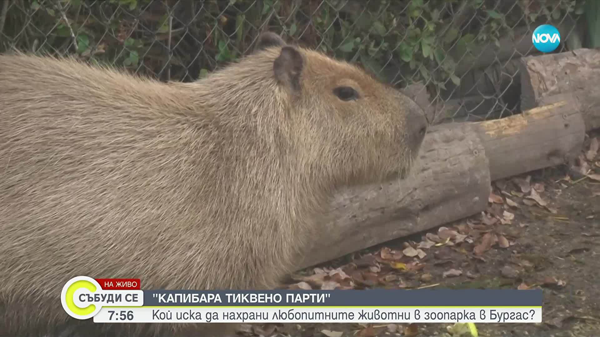 Тиквен празник в зоопарка