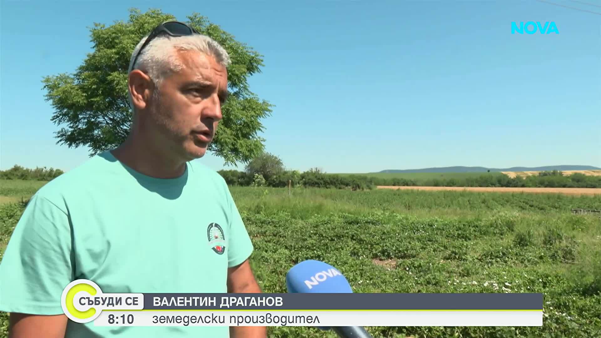 Градушка унищожи над 80% от реколтата от ягоди в Северна България