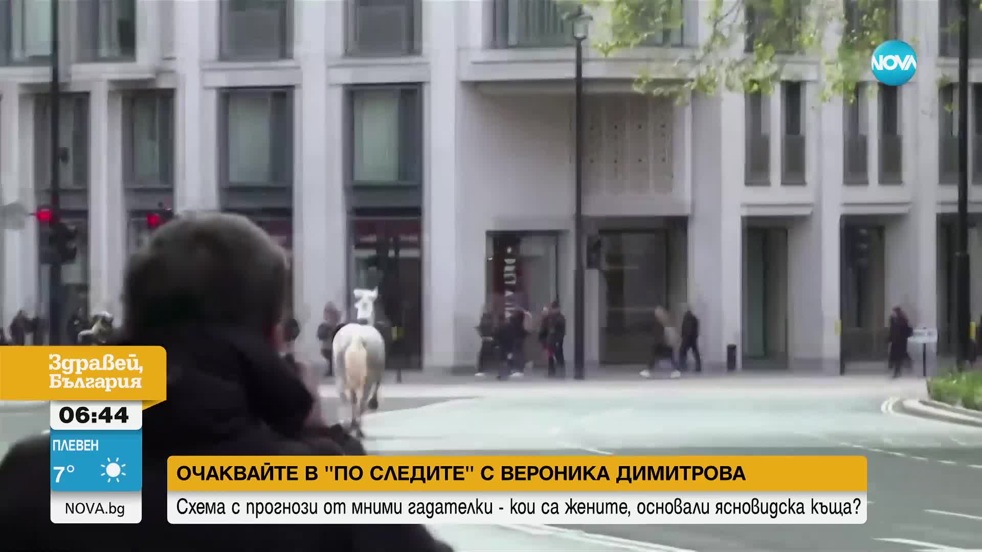 Два от избягалите коне в Лондон са в тежко състояние