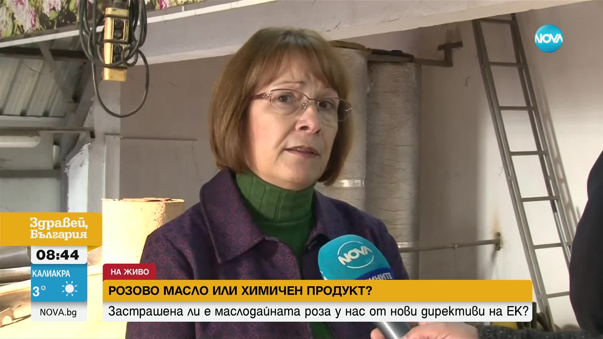 Розово масло или химичен продук: Застрашена ли е маслодайната роза у нас от нови директиви на ЕК