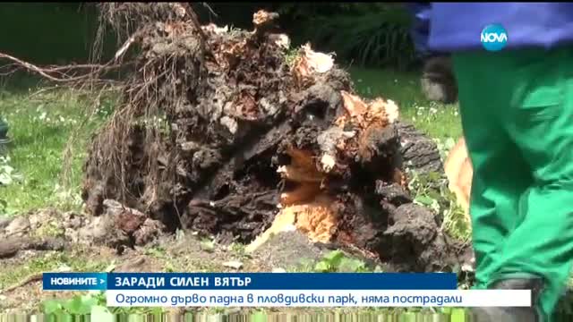 Силният вятър събори дърво в Пловдив