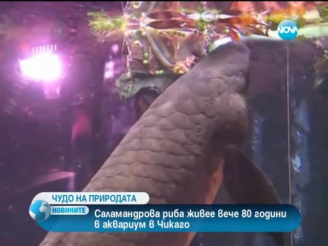 Риба отбеляза необичаен юбилей в Сащ