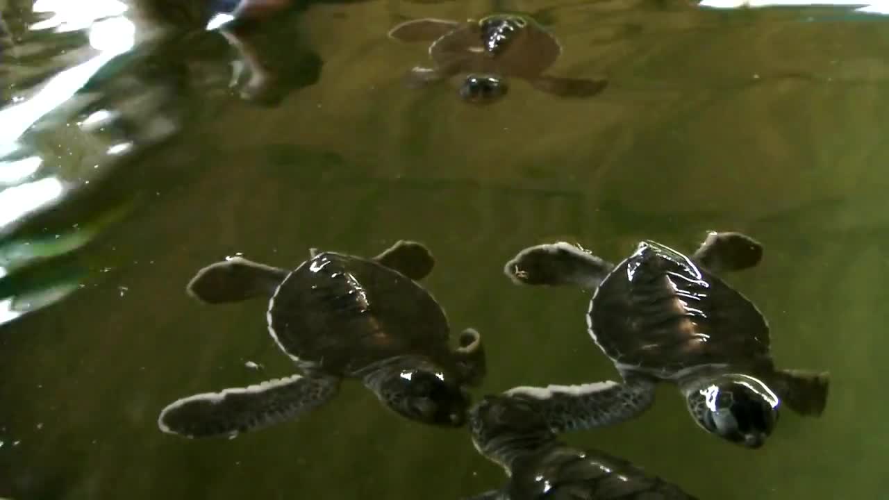 Новоизлюпени морски костенурчета ("Без багаж" еп.58 трейлър)