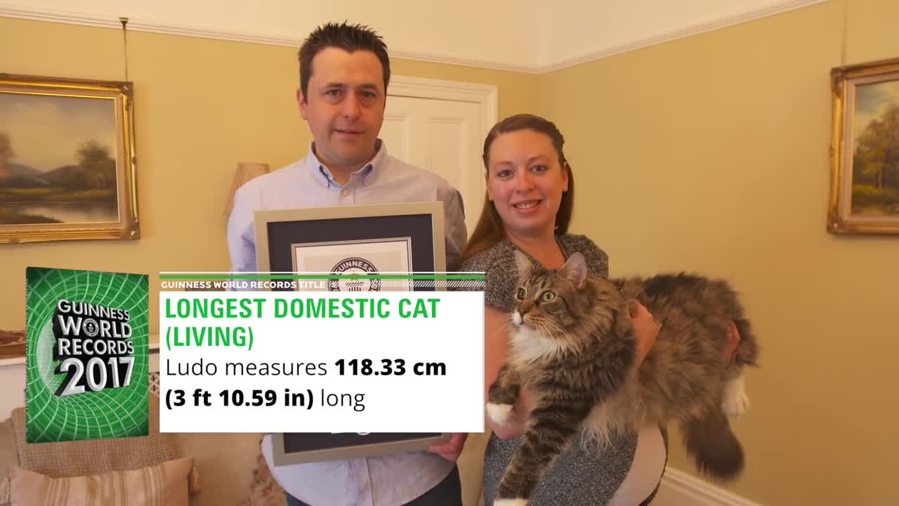 Най-дългата котка в света