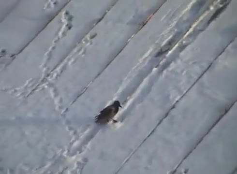 Врана се пързаля на покрив , като сноубордист!