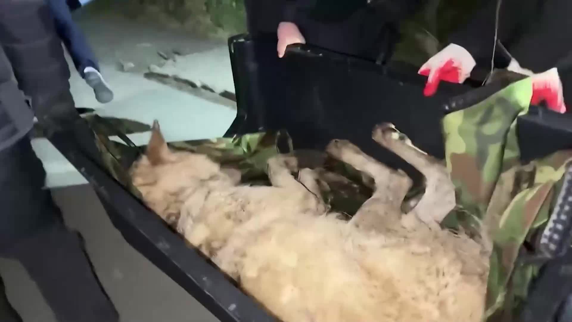 След 9 дни на свобода: Заловиха вълк, избягал от зоопарк в Южна Корея (ВИДЕО)