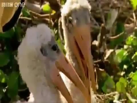 Най-смешните животни