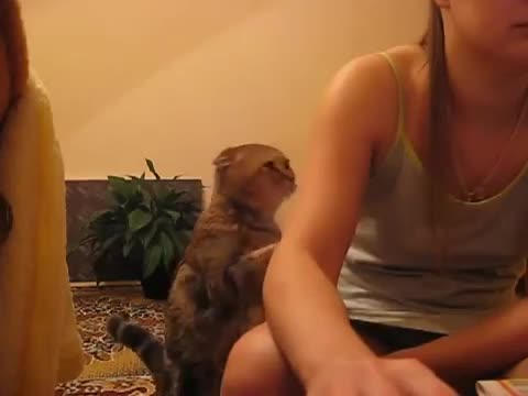 Коте проси милувка от стопанката си.сладурче:)