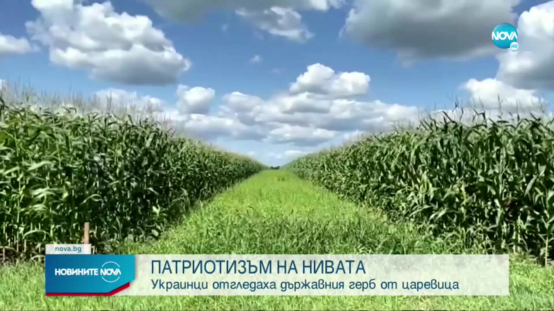 ПАТРИОТИЗЪМ: Украинци отгледаха държавния герб от царевица