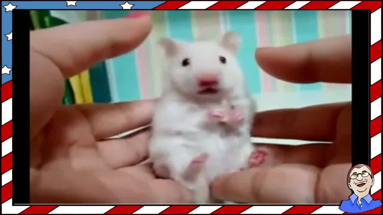 Много изненадани животни - Смях