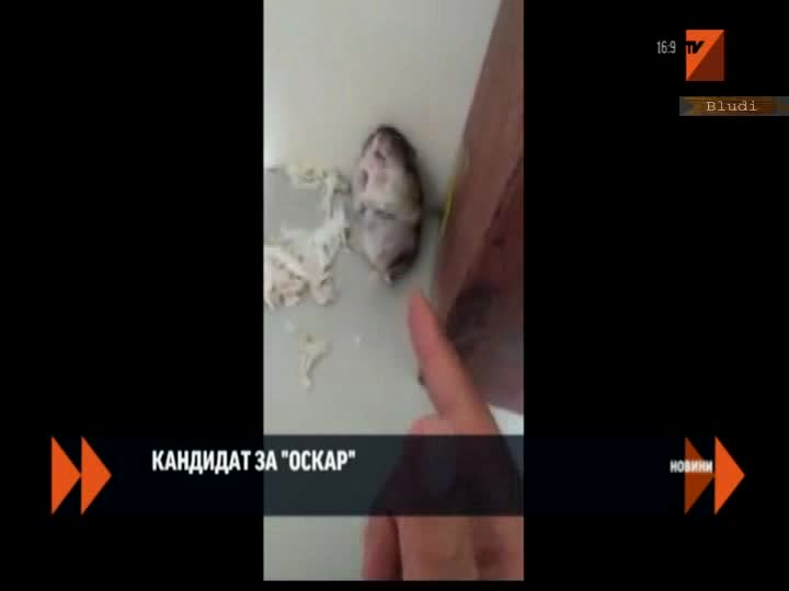 Хамстер-симулант кандидат за Оскар
