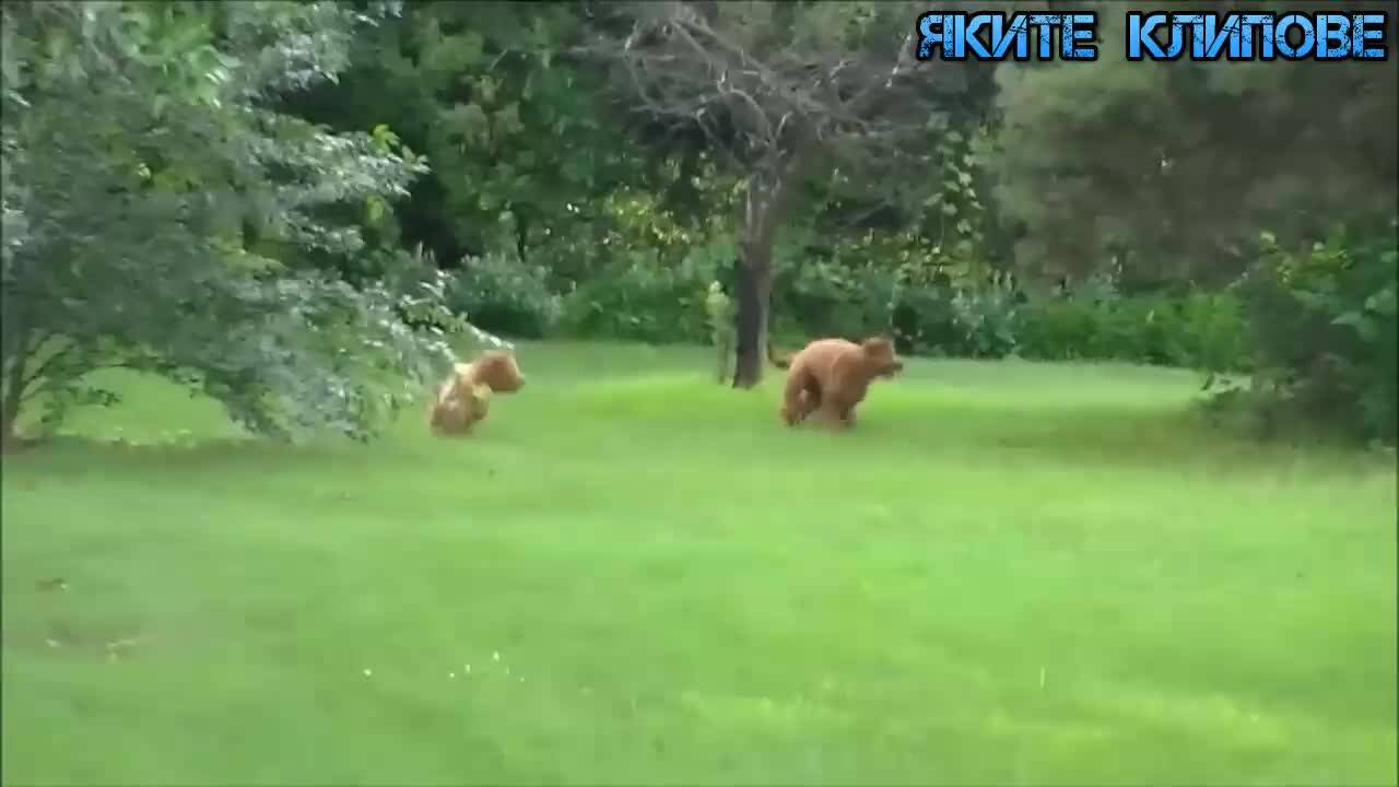 Смешни издънки на животни - Държат се като хора!