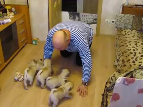 Малки кученца са радостни да видят своя стопанин!