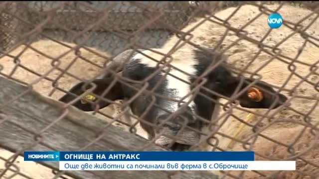 Още две овце са починали във ферма в Оброчище
